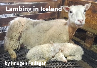 Lambing in Iceland